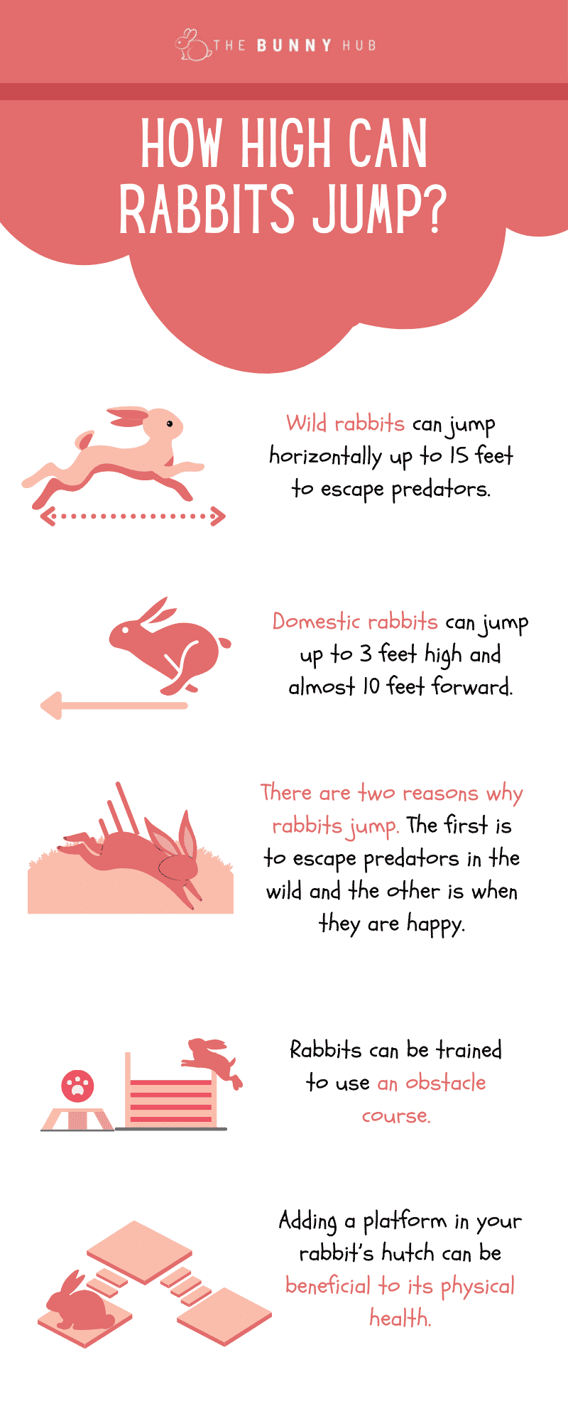 How High Can Dwarf Rabbits Jump?