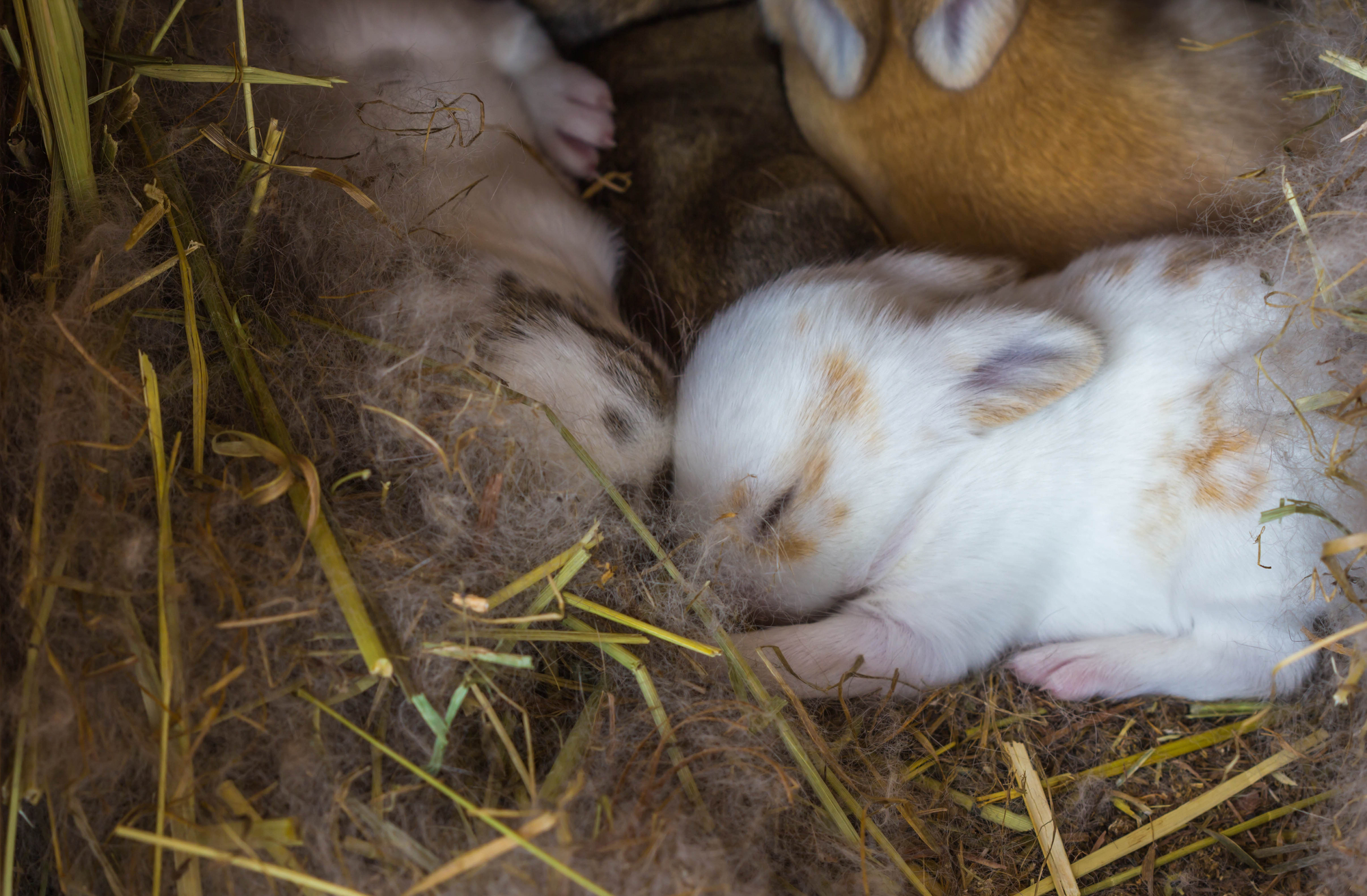 How Long After Birth Is A Baby Rabbit Ready To Leave Its Mother?