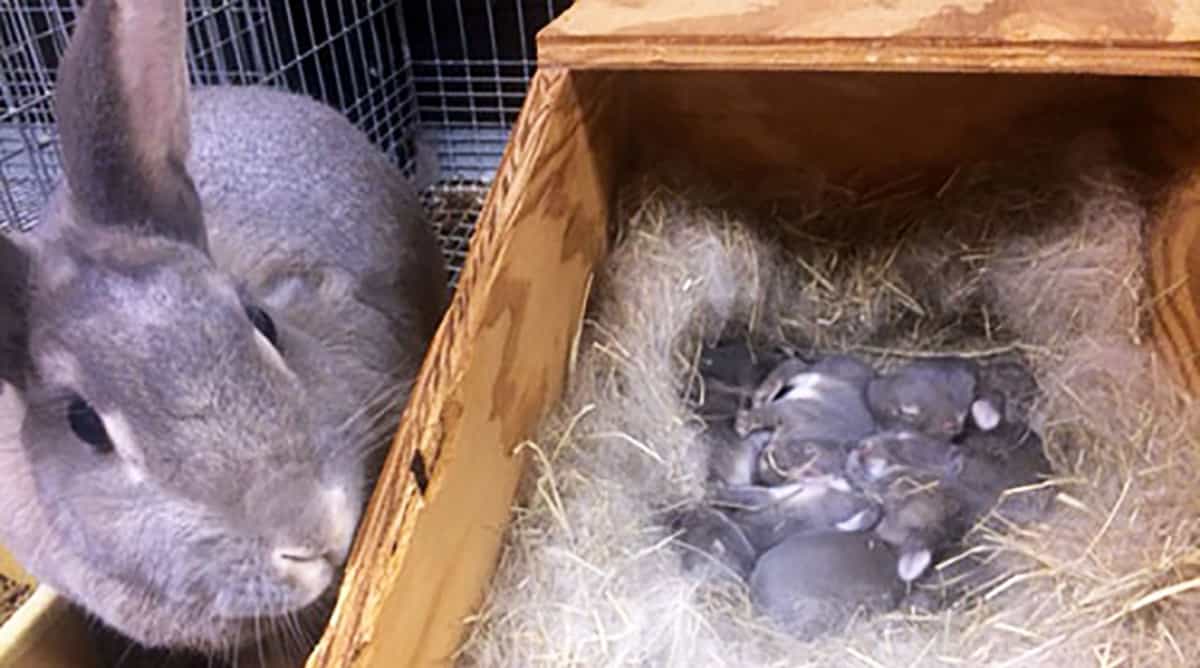 How Long Does It Take For Rabbits To Have Babies?