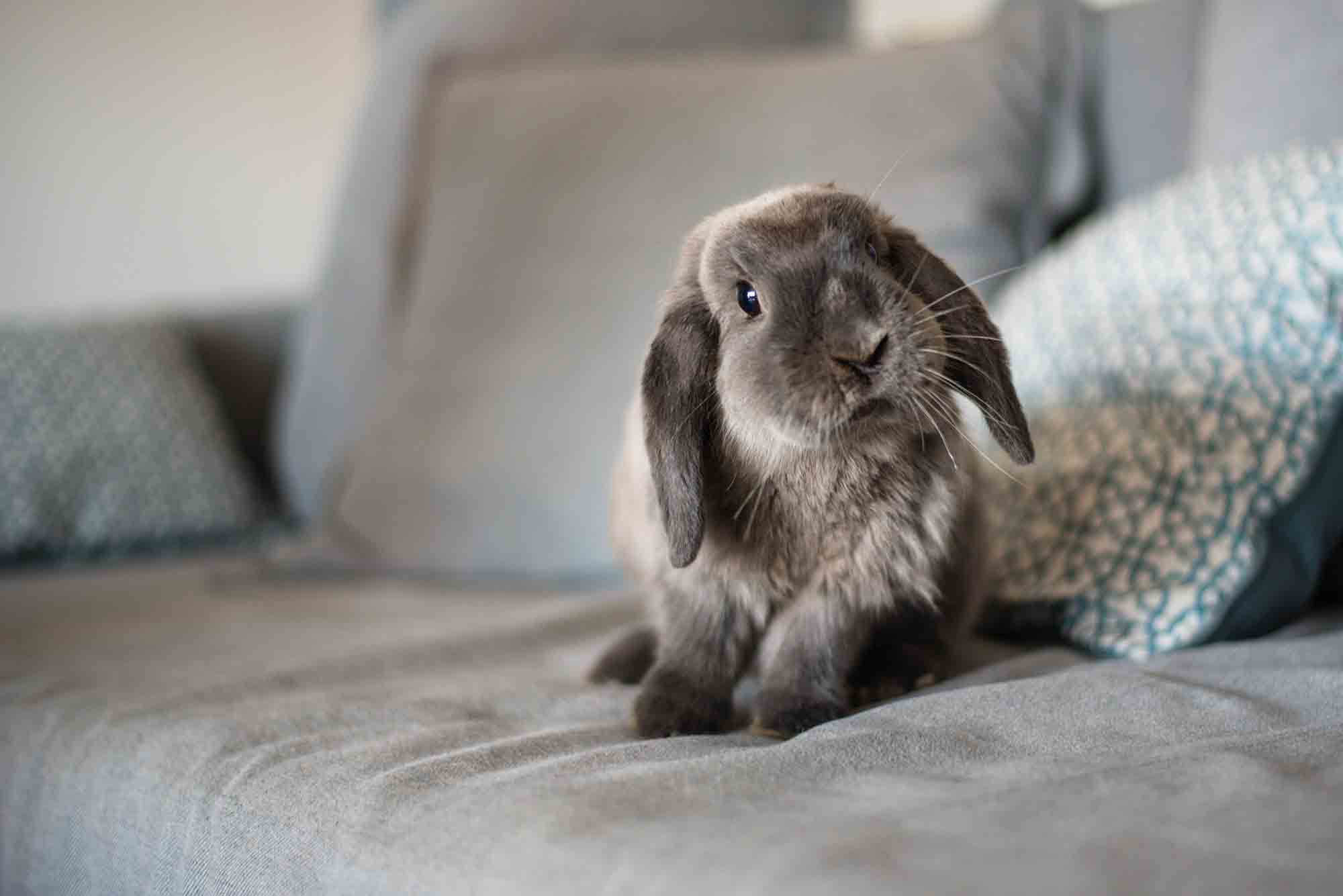 How Long For Rabbits To Have Babies?