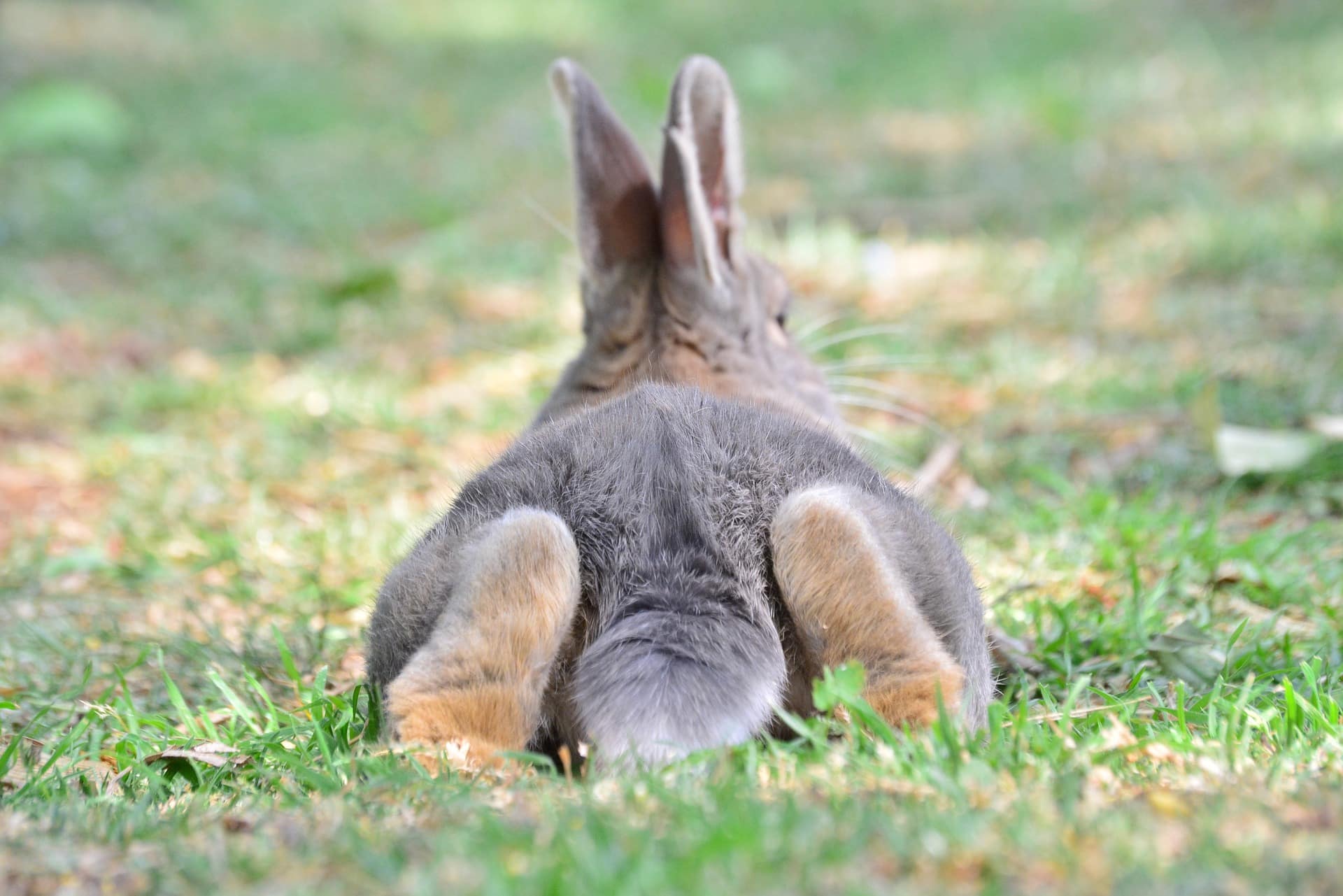 How Long Is A Rabbit'S Tail?