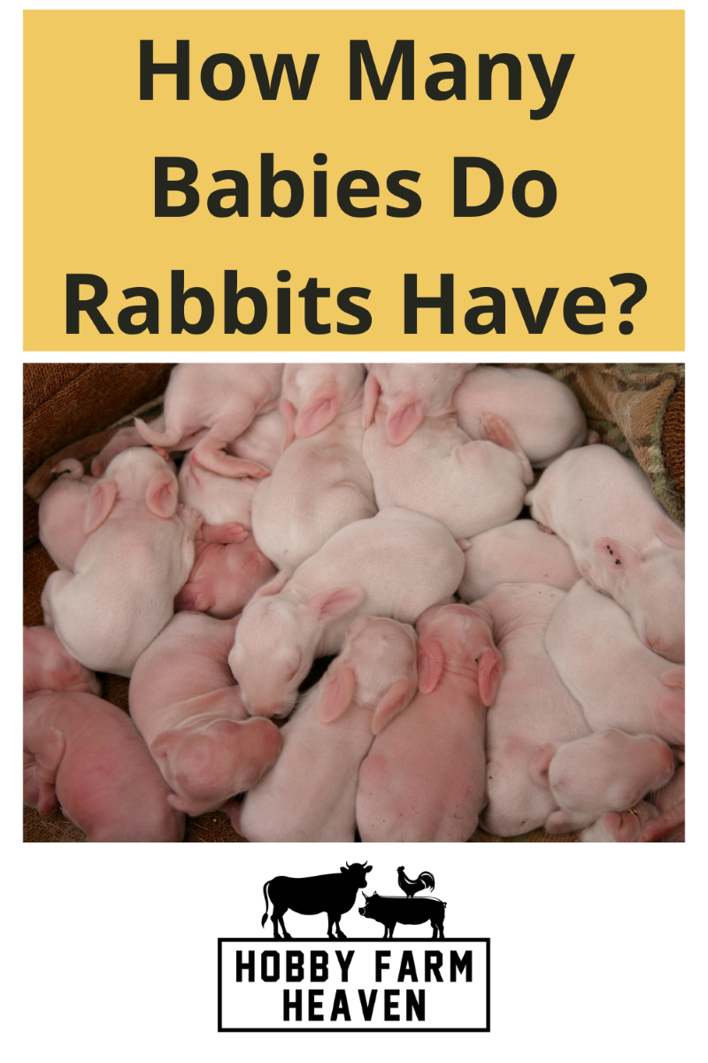 How Many Babies Can A Rabbit Have At Once And In A Year?
