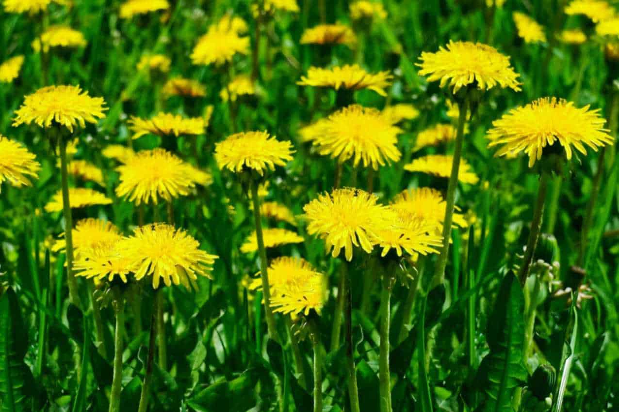 How Many Dandelions Can Rabbits Eat?