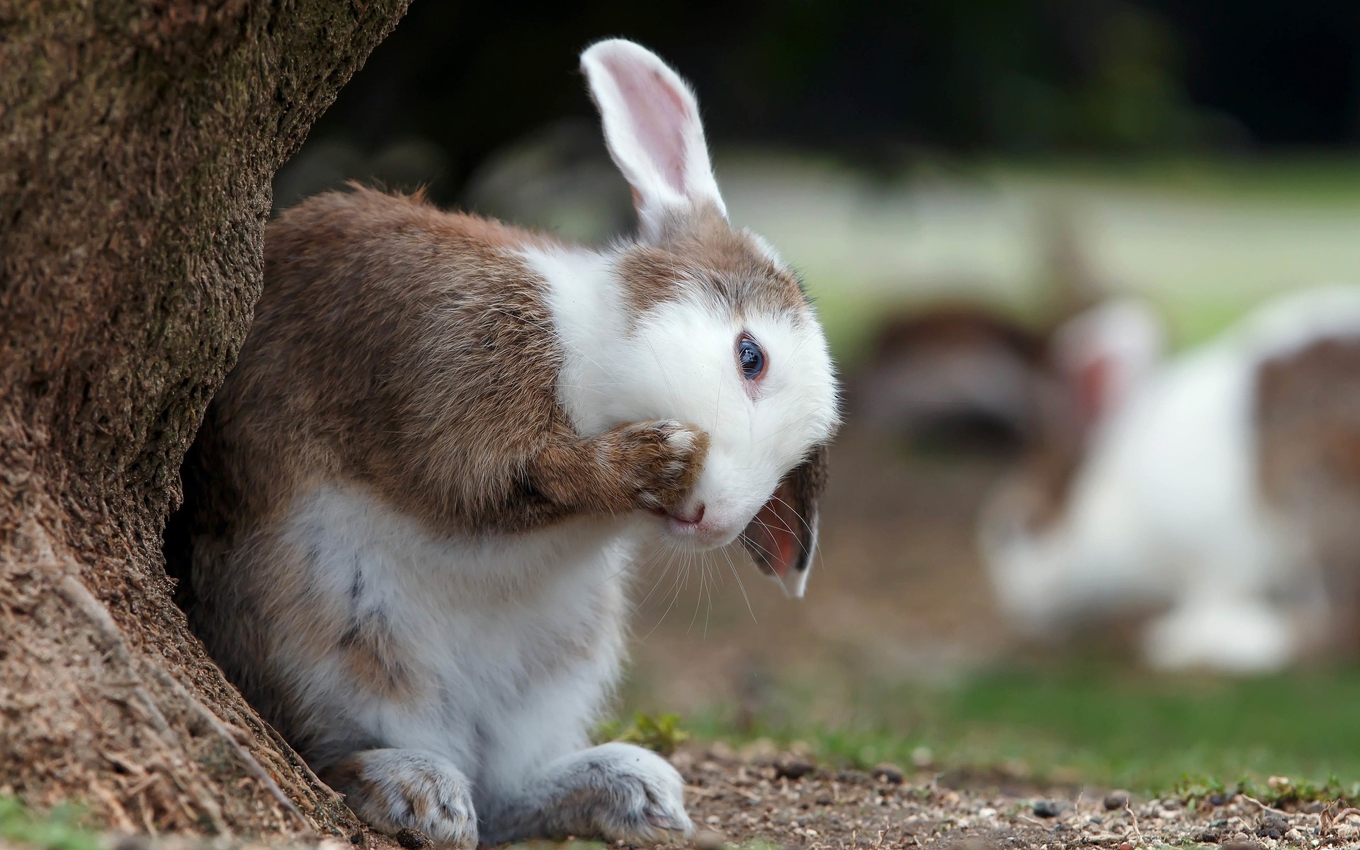 How Often Do Rabbits Eat Their Poop?
