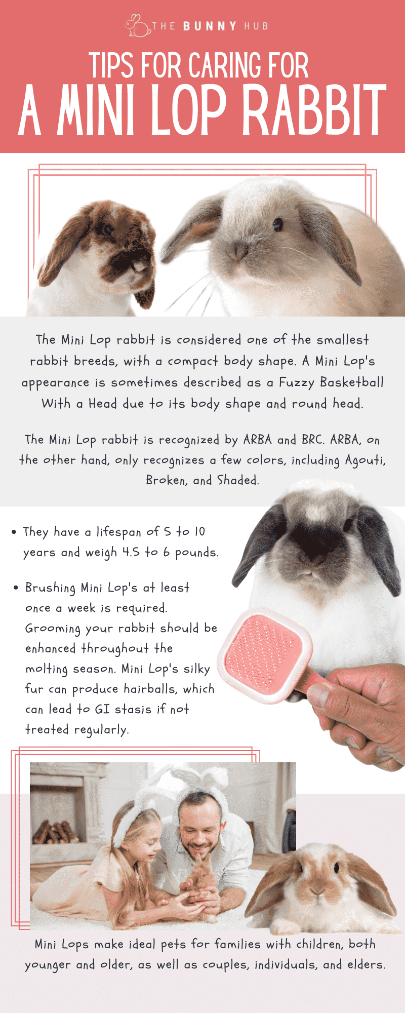 How To Feed Your Mini Lop Bunny