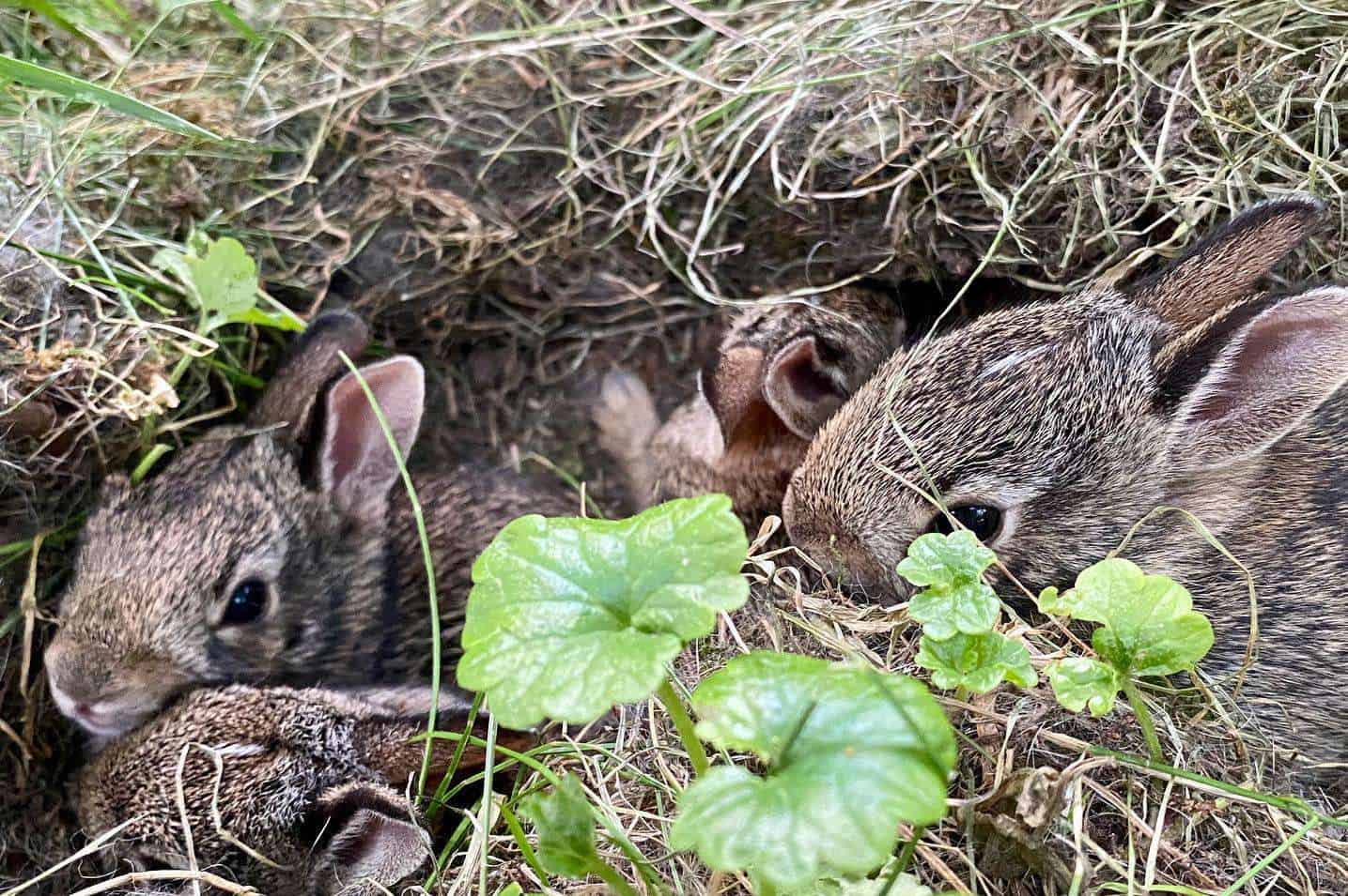 How To Identify A Rabbit Nest