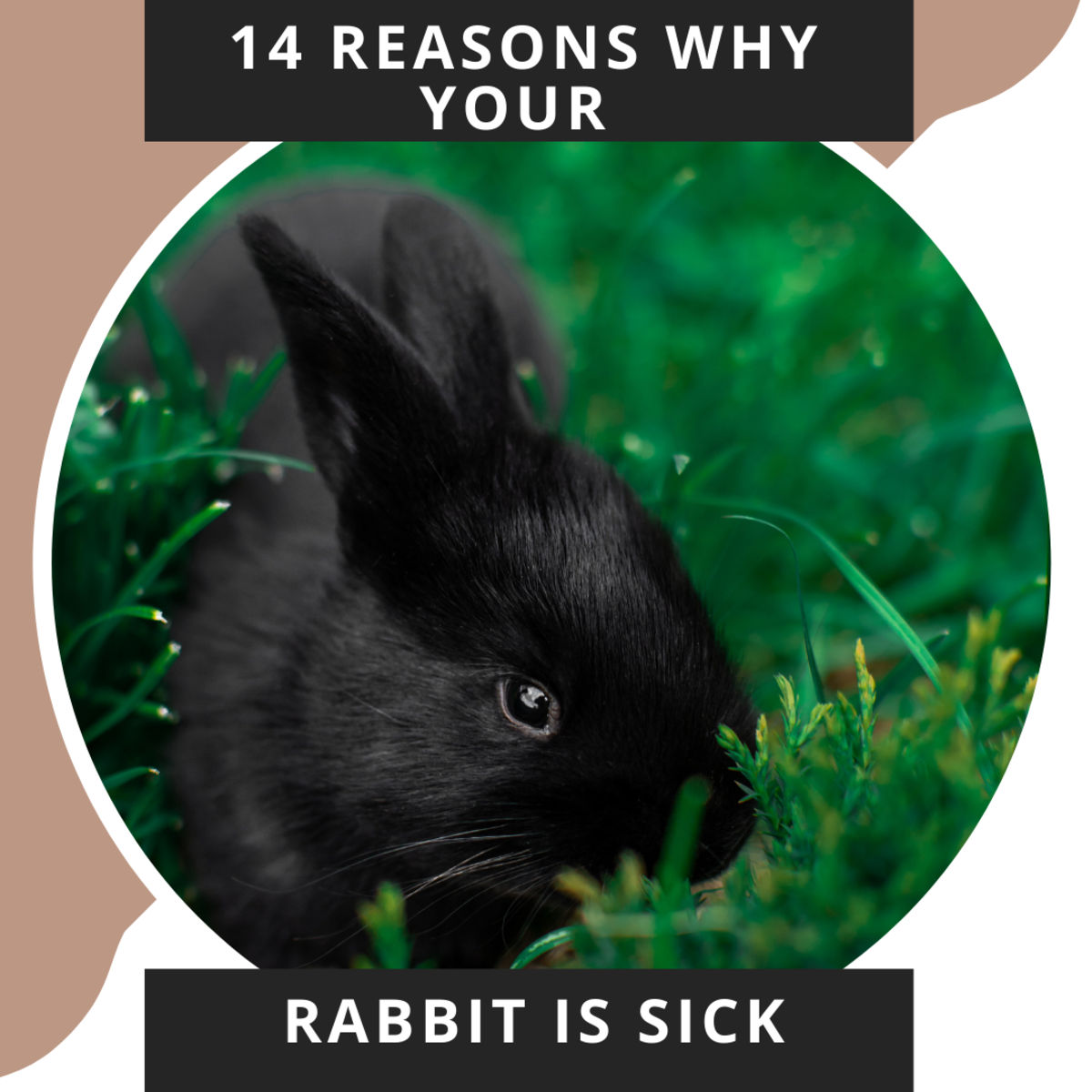 How To Prevent Wild Baby Rabbit Diseases