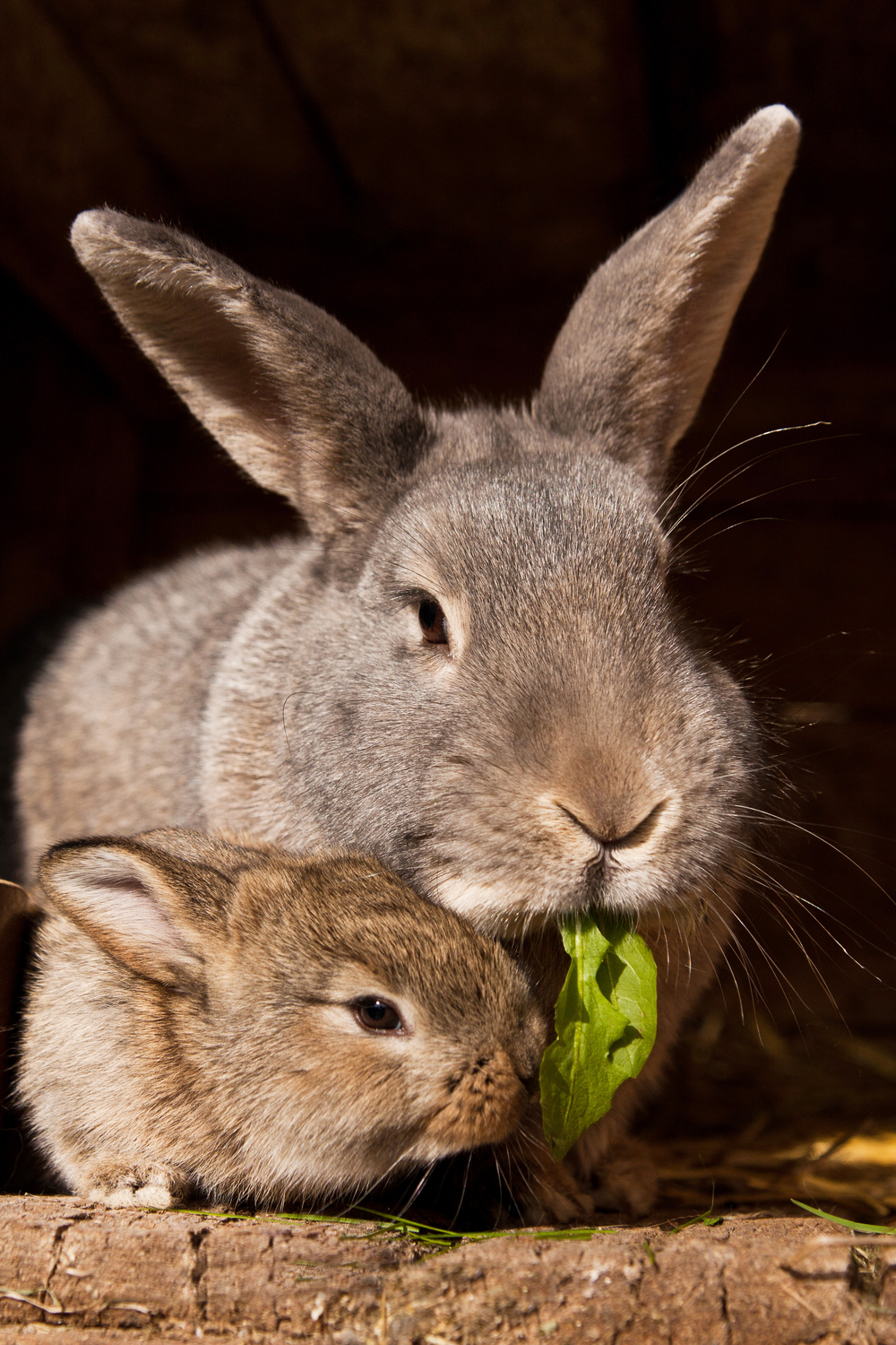 How To Stop A Rabbit From Eating Her Babies?