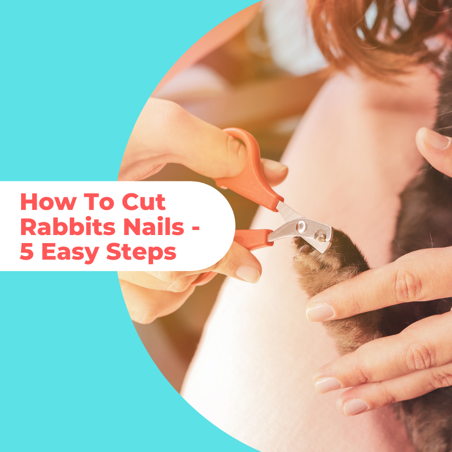 How To Trim Rabbit Nails
