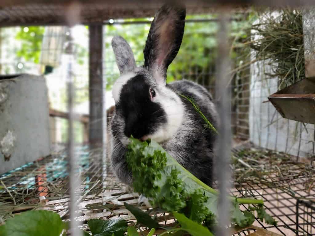 Installation Tips For An Indoor Rabbit Fence