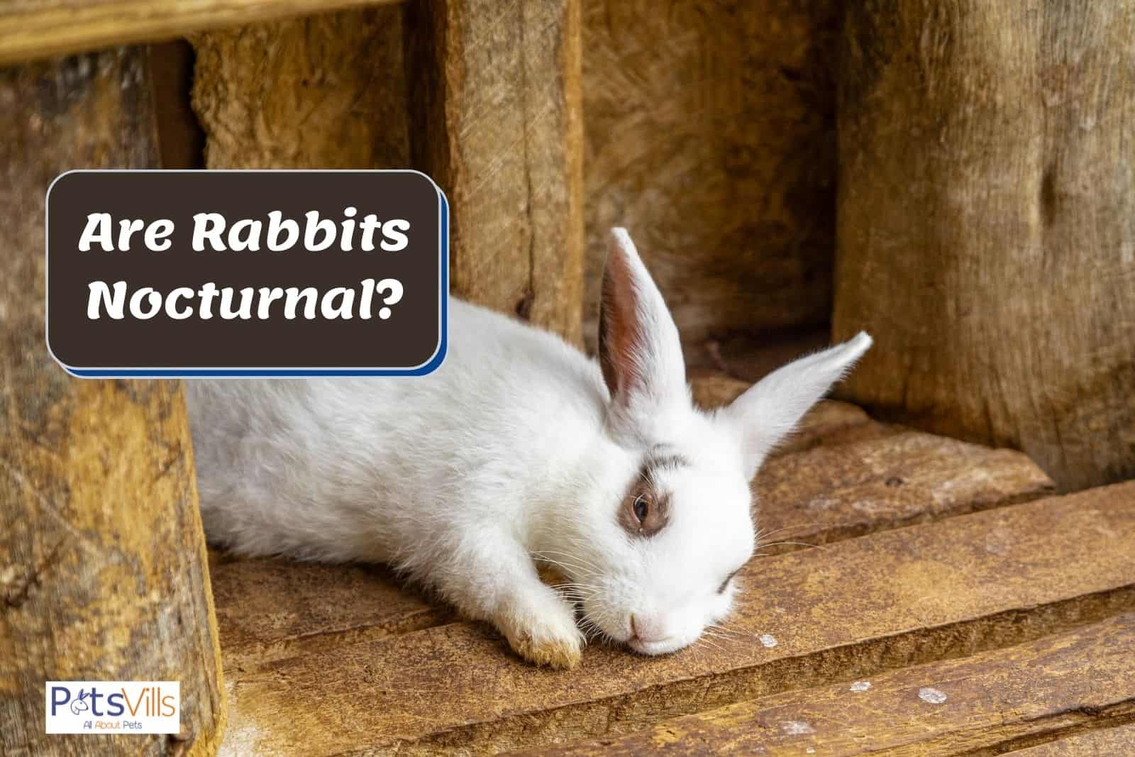 Is A Rabbit Nocturnal?