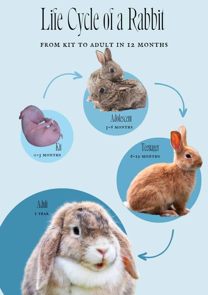 Life Cycle Of Rabbits