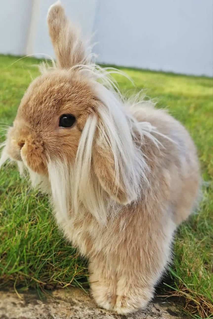 Life Expectancy Of Lionhead Lop Eared Rabbit