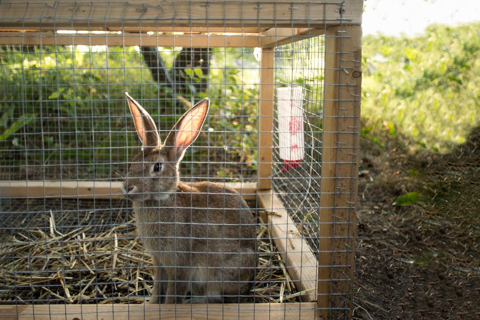 Materials Needed For Rabbit Pens
