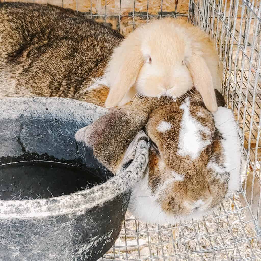 Mother Rabbit Feeding Babies
