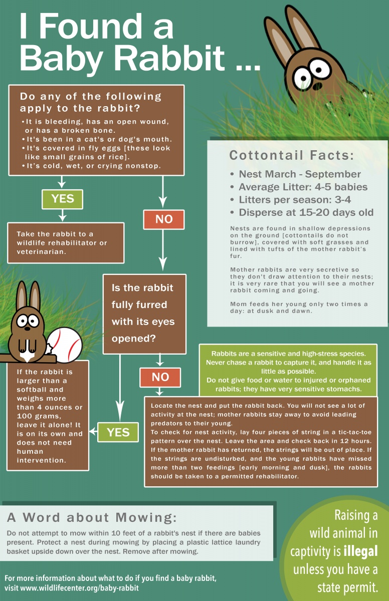 Overview Of Bunny Birth