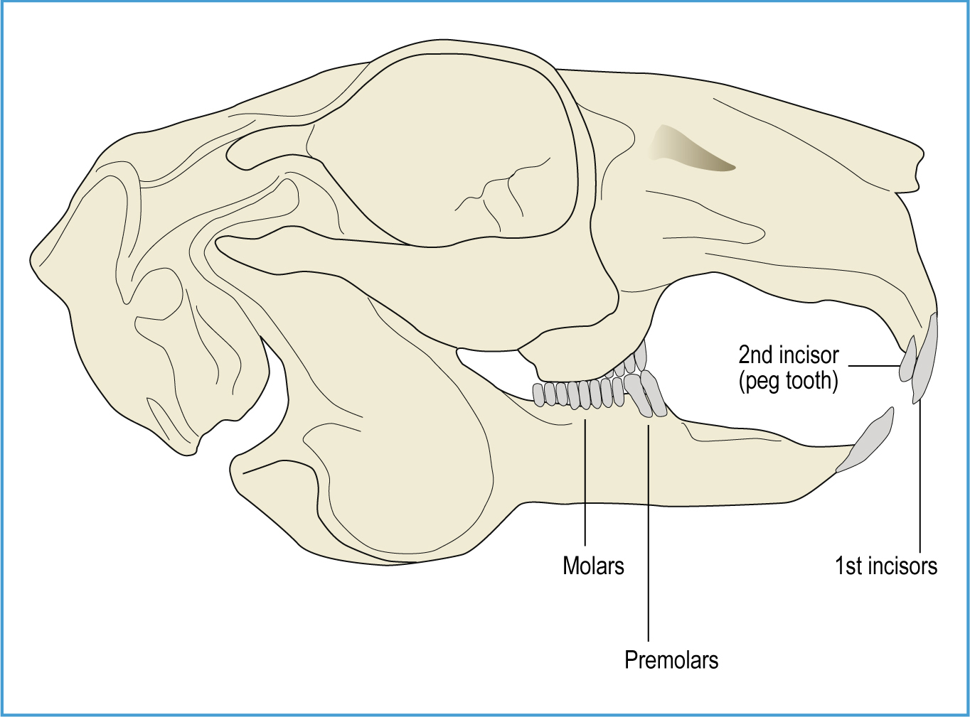 Overview Of Bunny Grinding Teeth