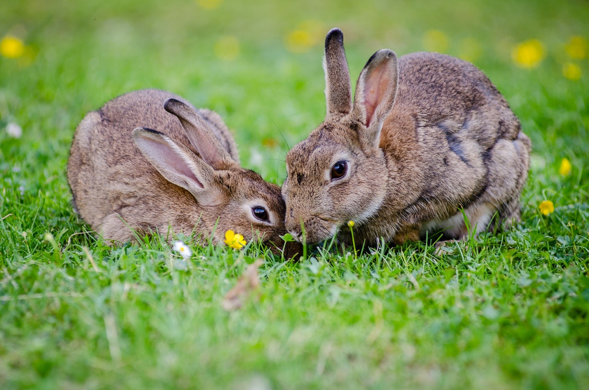 Potential Dangers Of The Crepuscular Lifestyle For Rabbits