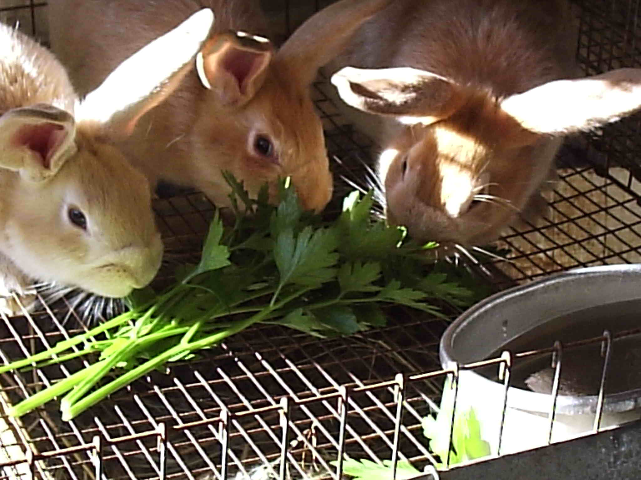 Preparation Of Vegetables For Bunnies