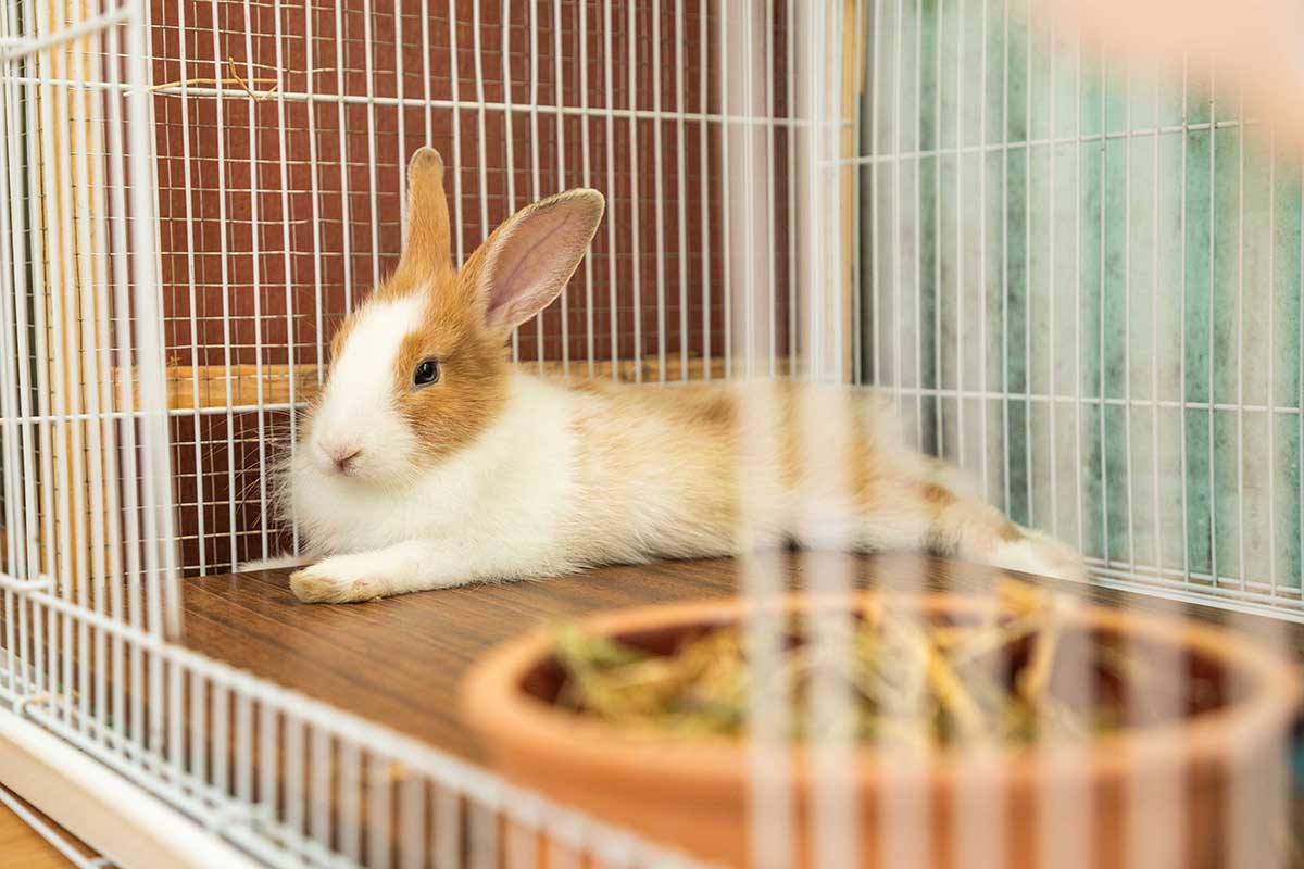 Preparing Your Home For A Caged Bunny
