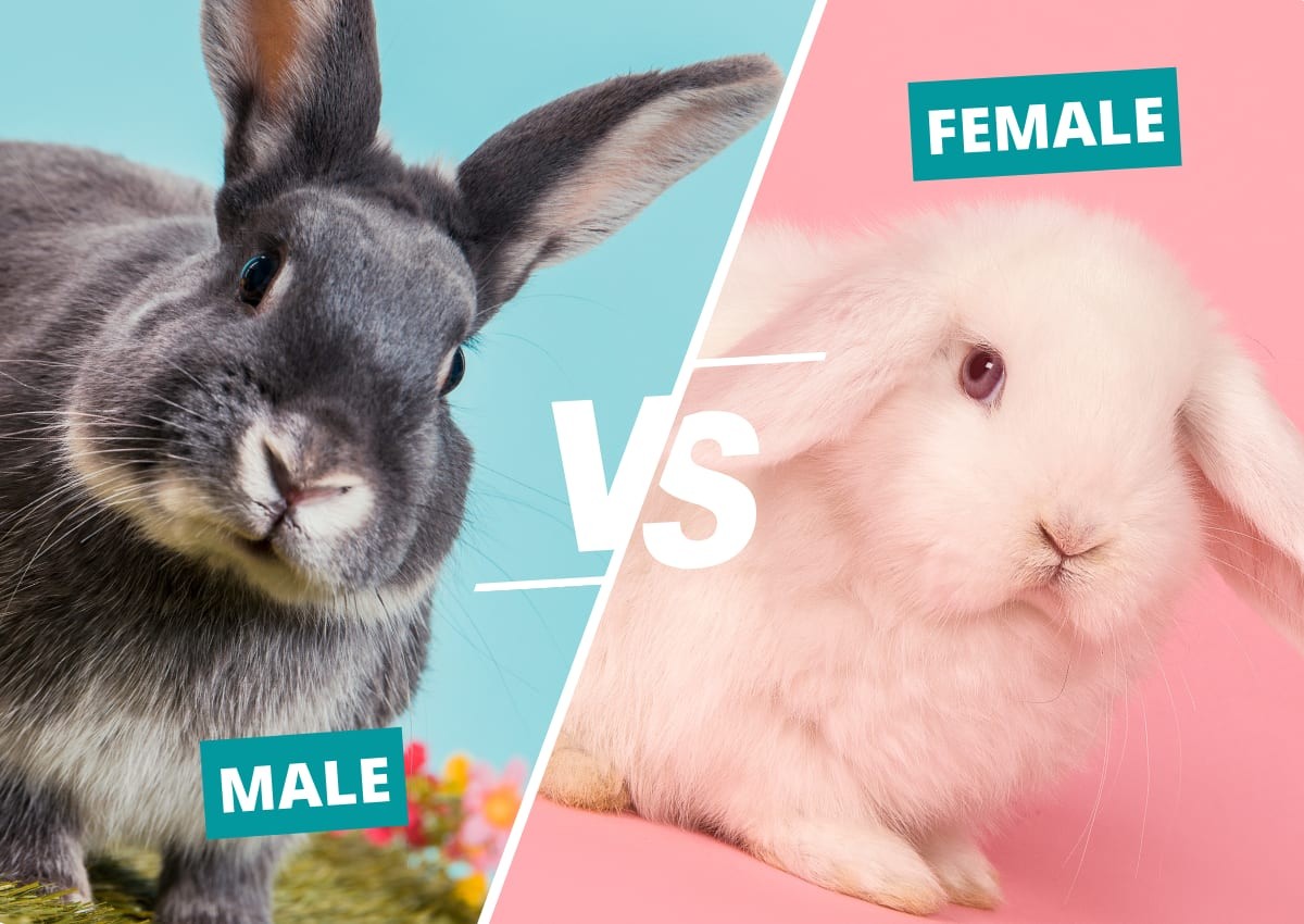 Pros And Cons Of Keeping A Male Or Female Bunny