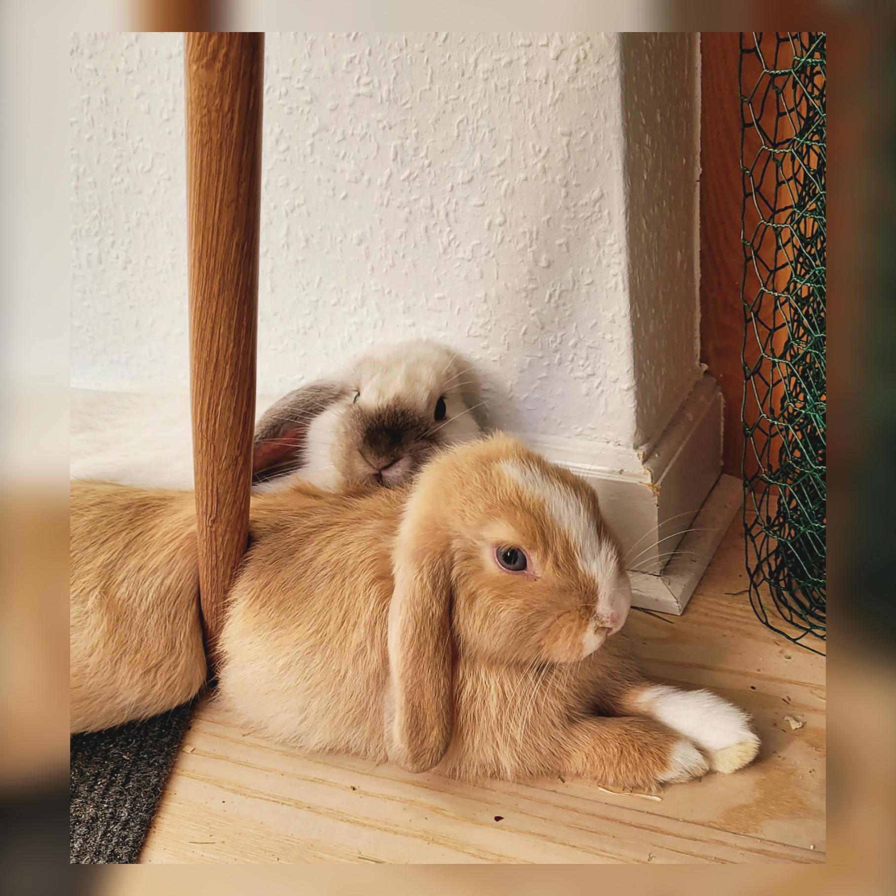 Rabbit Care After Separation