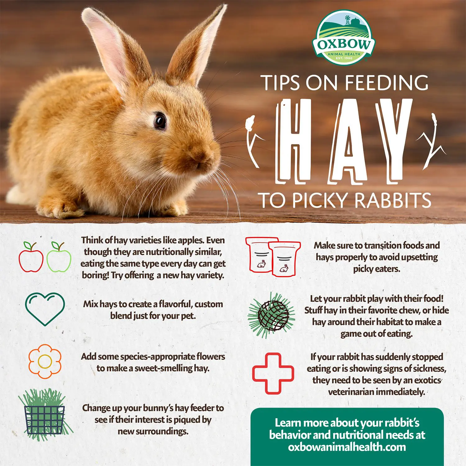 Rabbit Feeding Habits