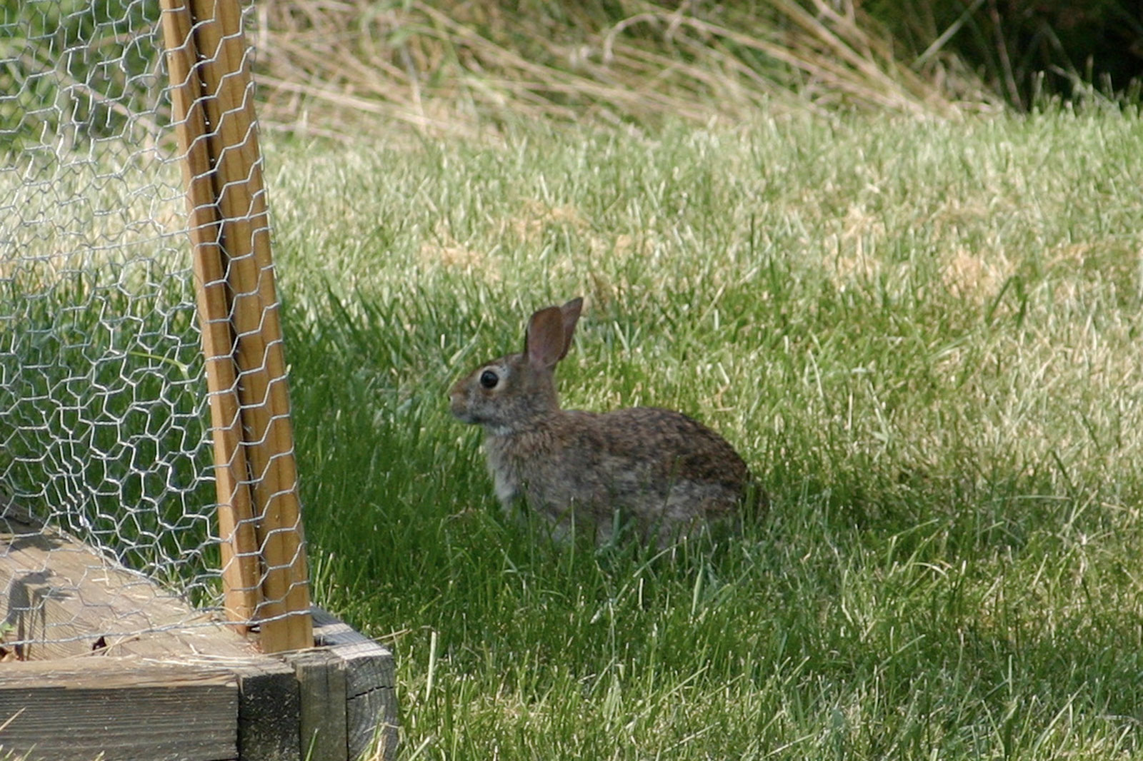 Rabbit-Friendly Fence Materials