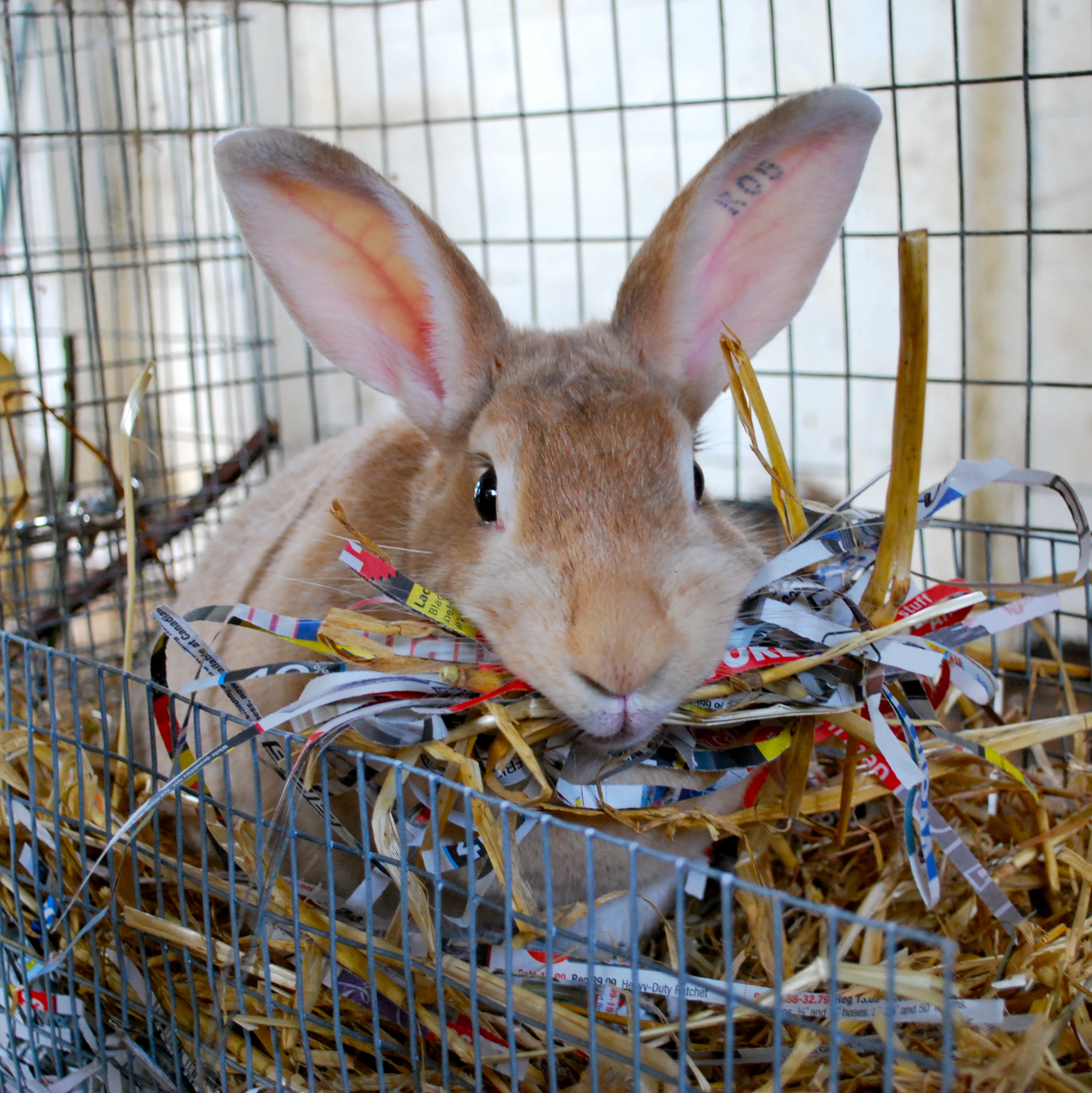 Rabbit-Friendly Materials For Nest-Building