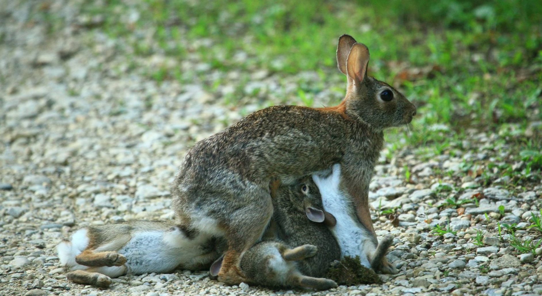 Rabbit Giving Birth For The First Time