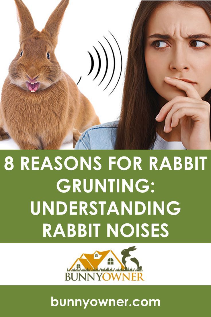 Reasons Why Rabbits Grunt