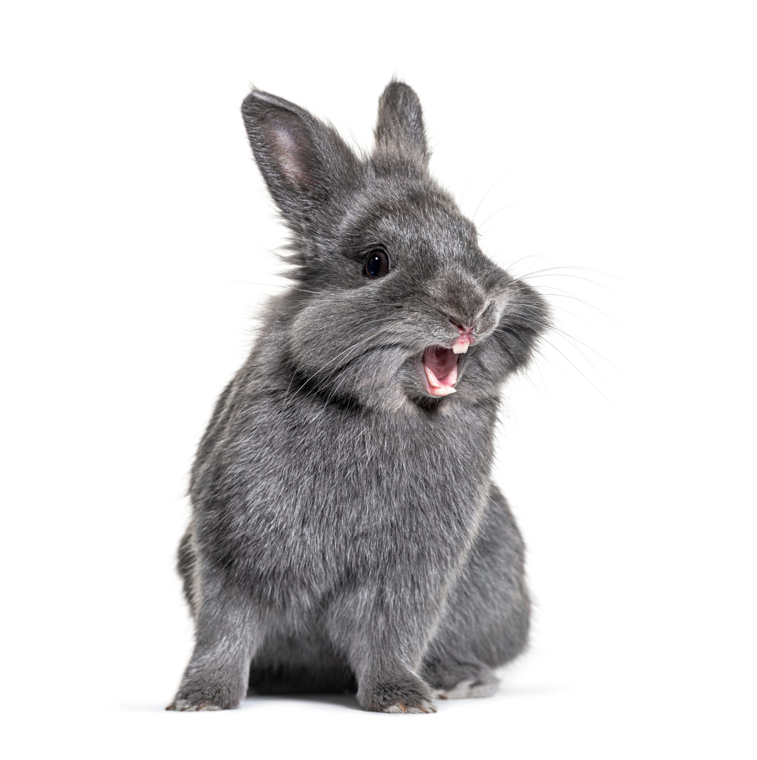 Risk Factors Of Rabbit Bites