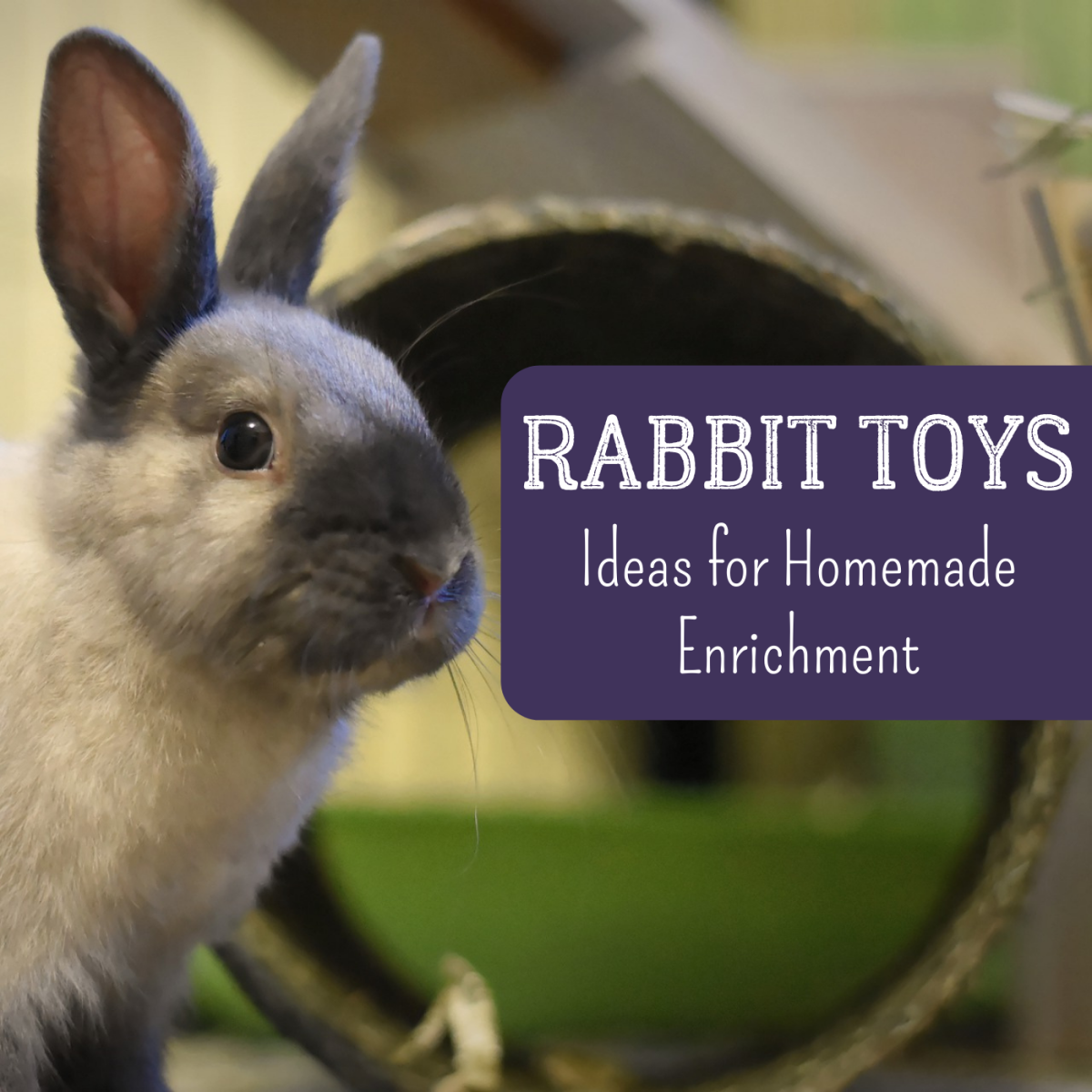 Safety Tips For Pet Bunny Toys