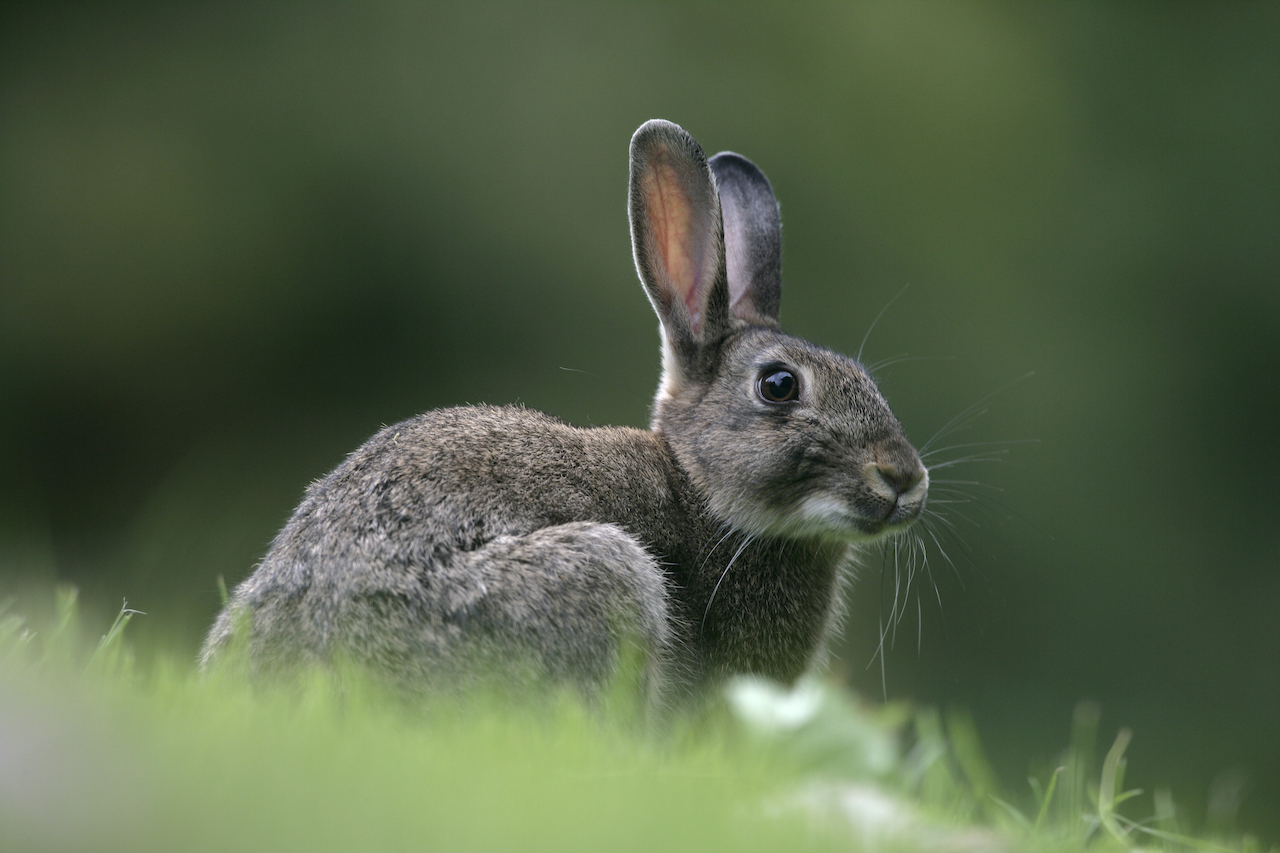 Social And Physical Development Of Baby Rabbits
