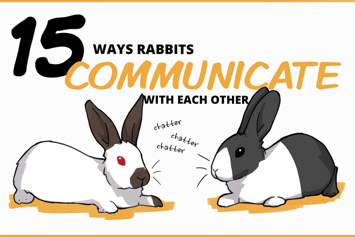 Socializing Weaned Rabbits