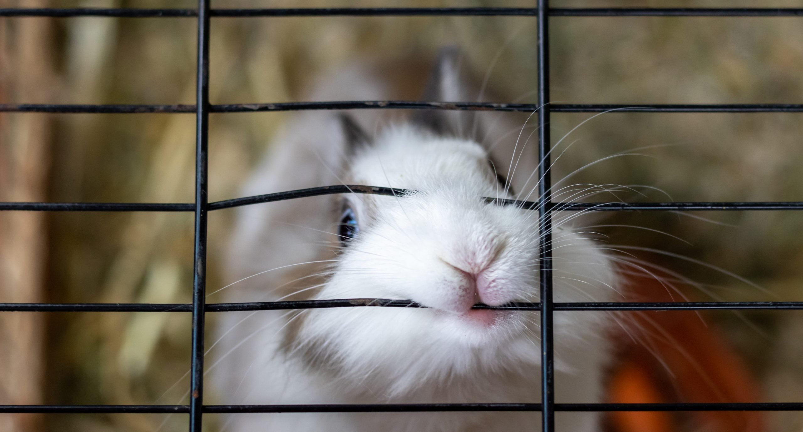 Socializing Your Caged Bunny