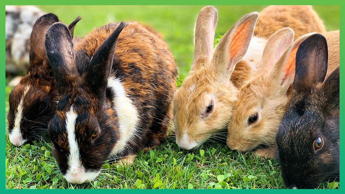The Benefits Of The Crepuscular Lifestyle For Rabbits