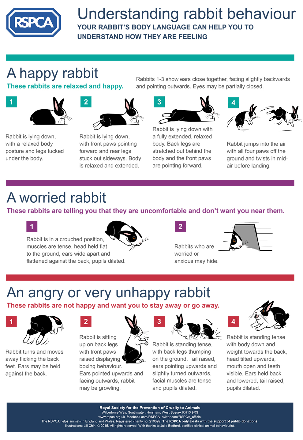 The Relaxed Bunny'S Behavior