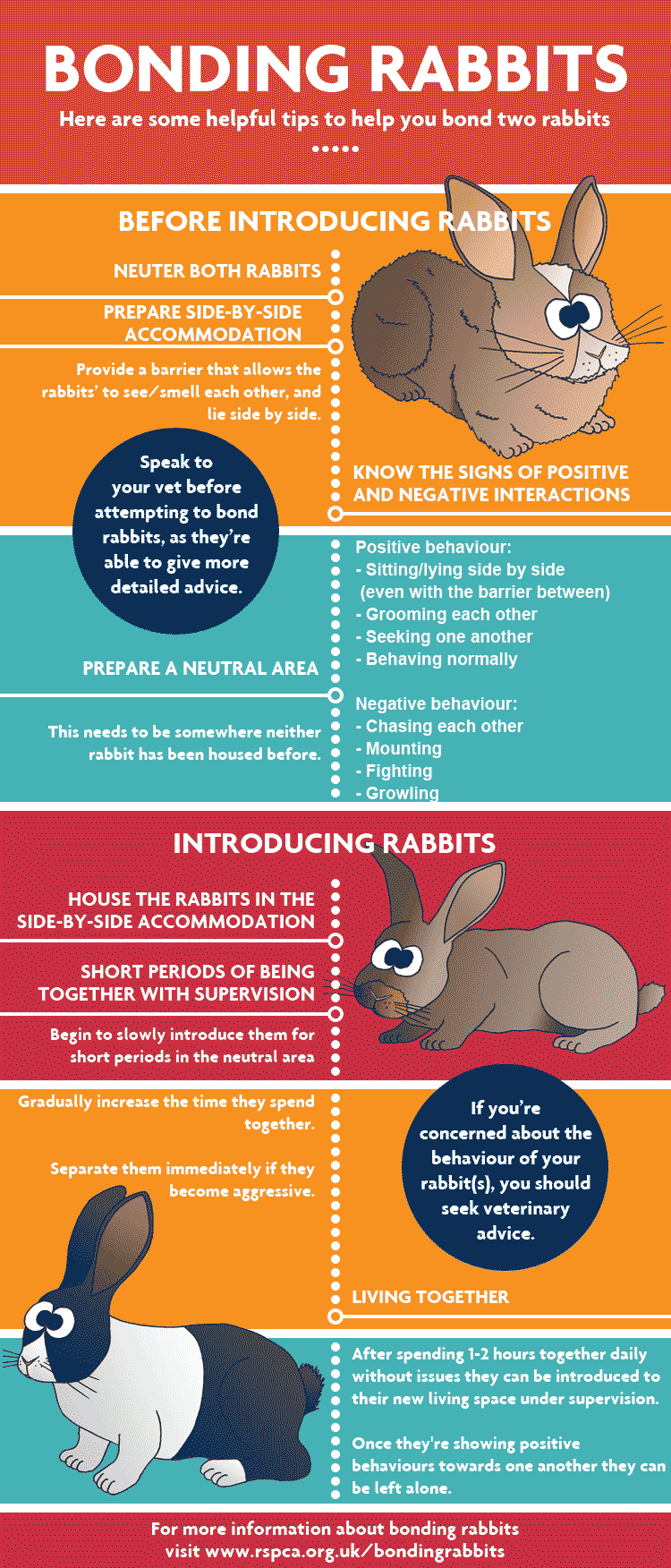 Tips For Bonding With Your Rabbit