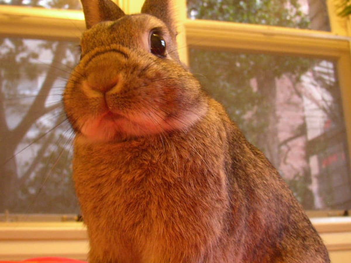 Tips For Introducing Your Rabbit To Other Pets