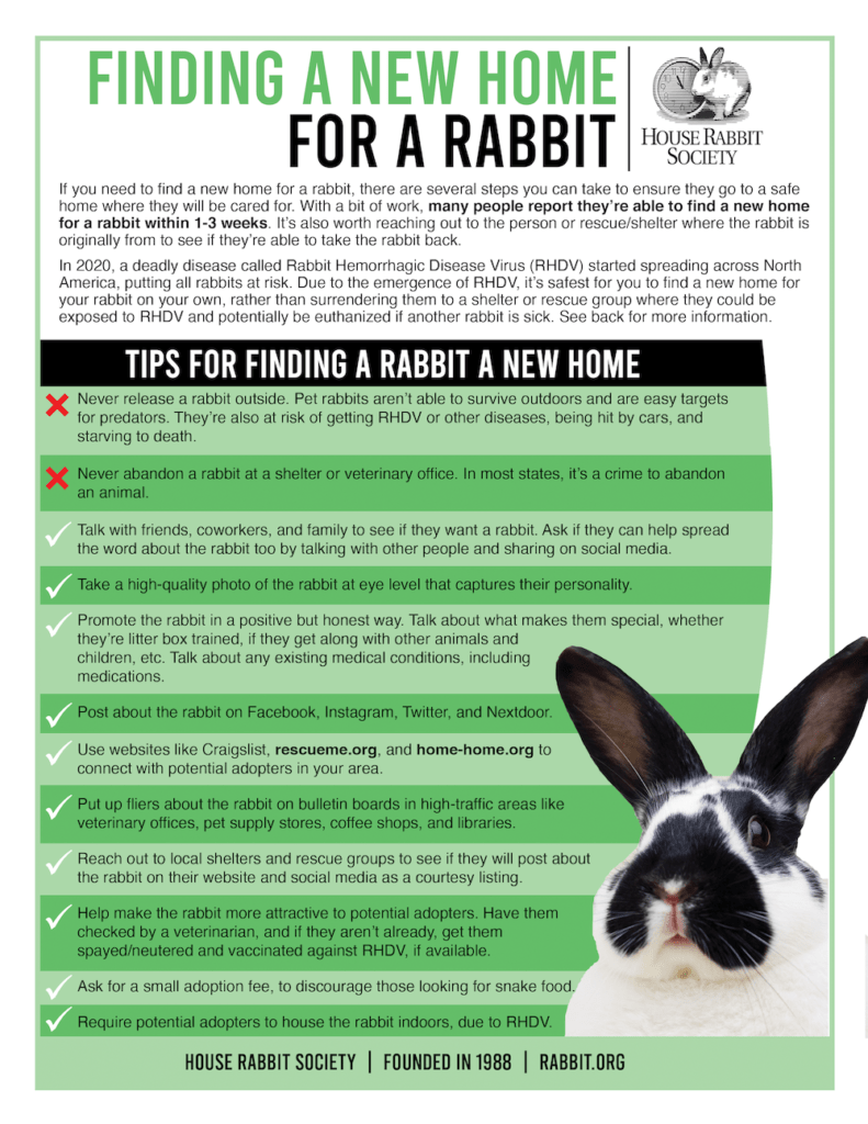 Tips For Rabbit Owners