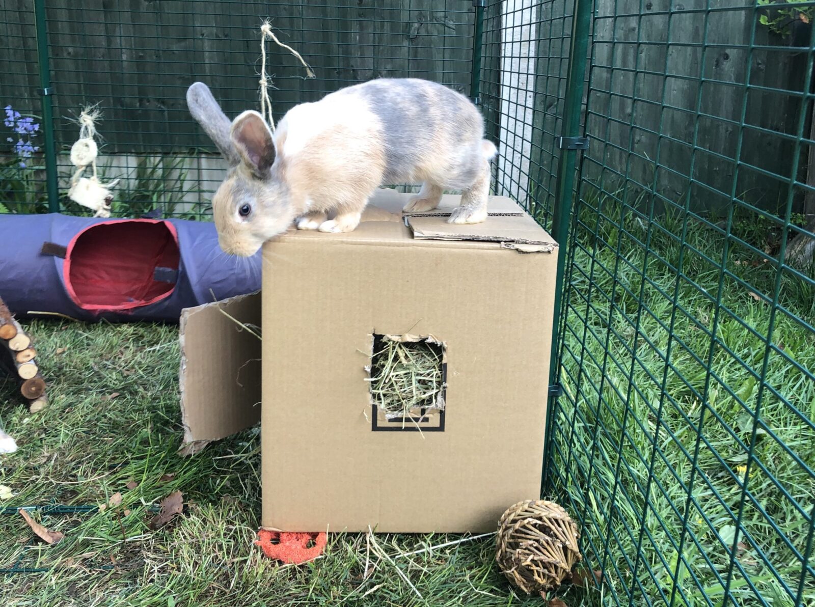 Toys And Enrichment For Rabbits