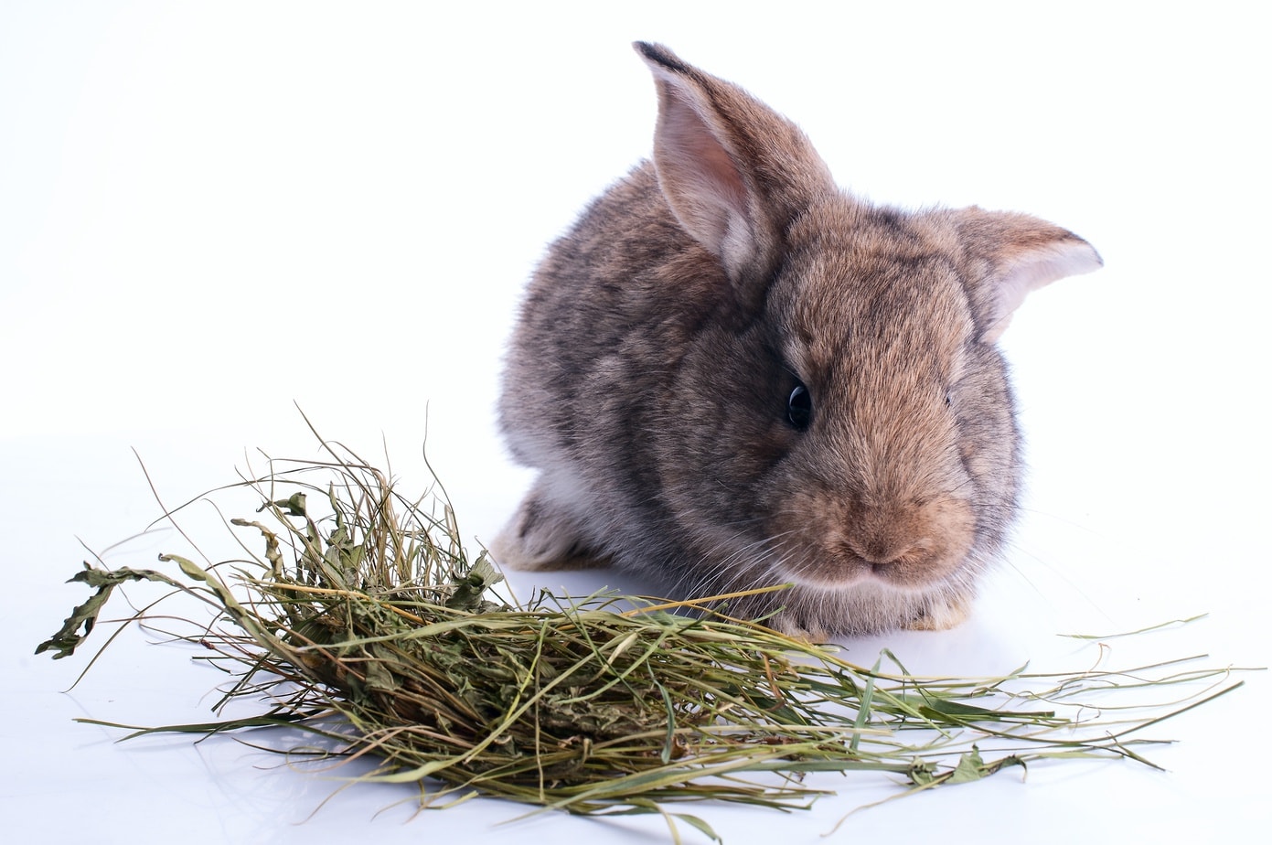 Treatment Options For Rabbit Diarrhea