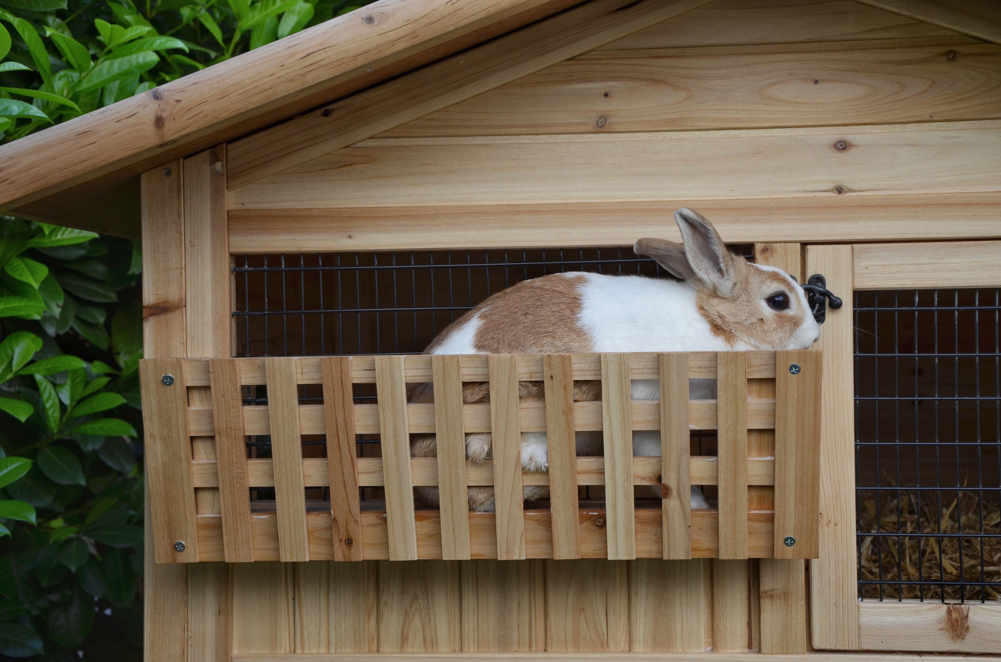 Types Of Baby Bunny Cages