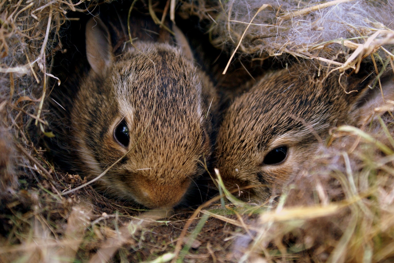 Types Of Rabbit Nests