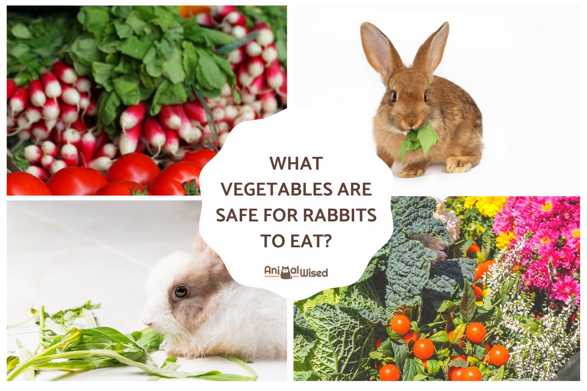 Types Of Vegetables Bunnies Can Eat