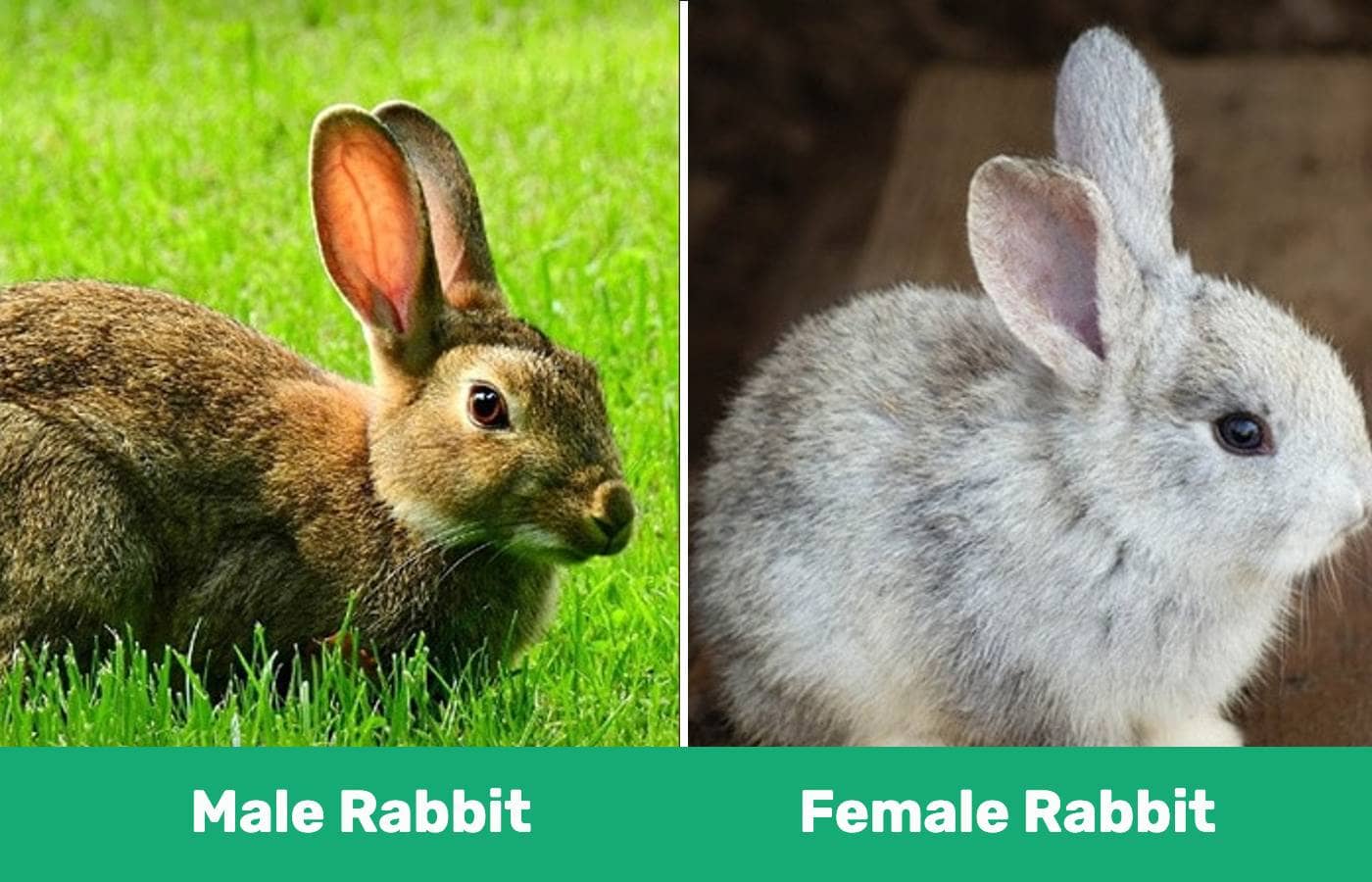Understanding The Difference Between A Male And Female Bunny