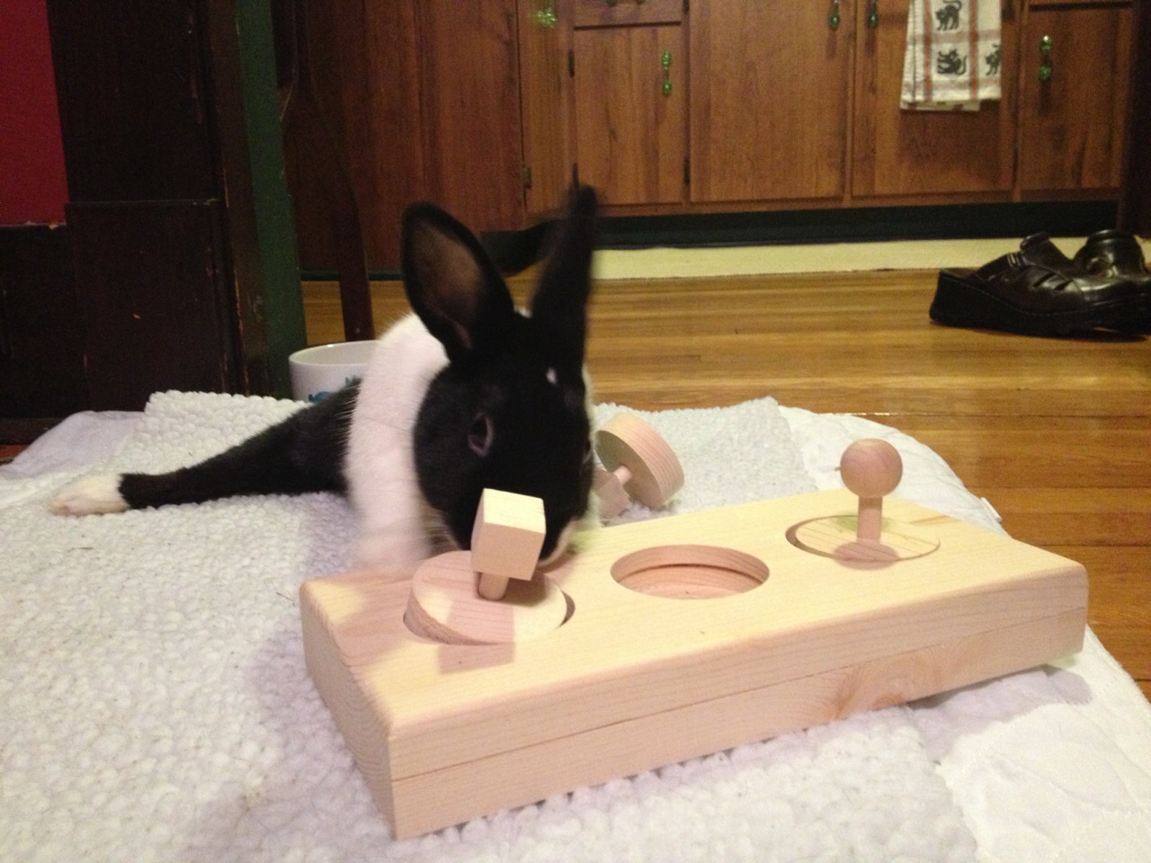 Ways To Use Pet Bunny Toys