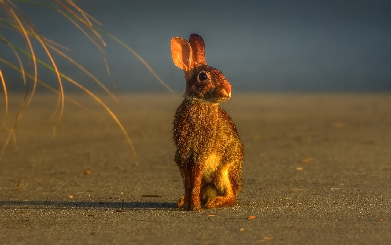 What Are Crepuscular Rabbits?