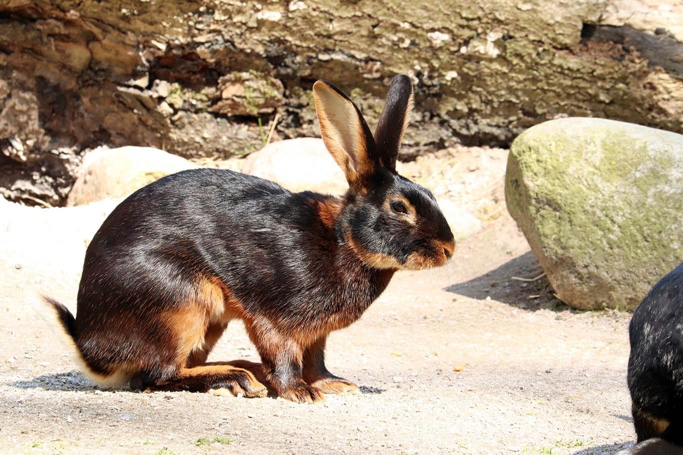 What Are The Most Aggressive Rabbit Breeds?